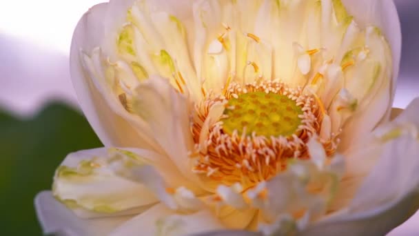 Abertura de lapso de tempo de flor de lírio de água — Vídeo de Stock