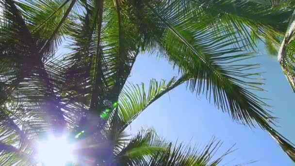 Zon filteren door middel van de frawns van de palm — Stockvideo