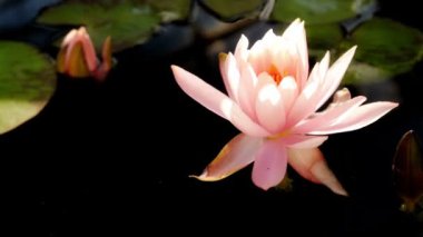 zaman sukut açılış nilüfer çiçek