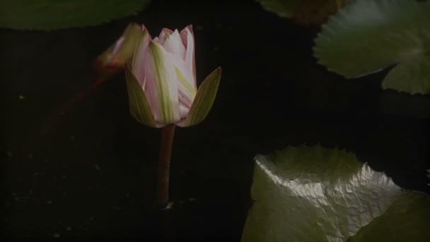 Tijd lapse opening van water lily bloem — Stockvideo