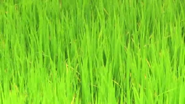 herbe