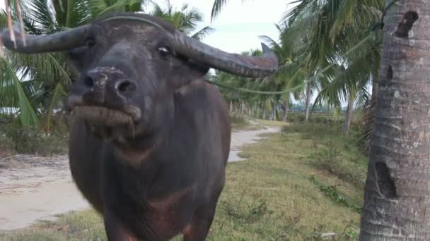 Buffalo. yakın çekim — Stok video