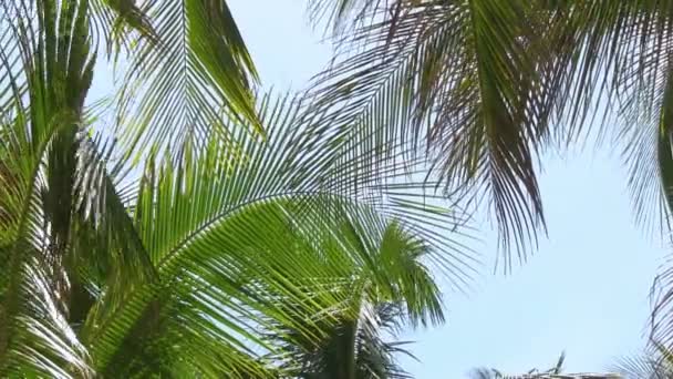 Coconut palm — Stock Video