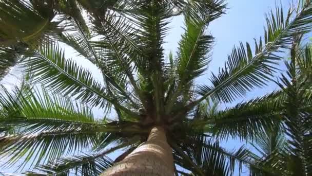 Palma di cocco sullo sfondo del cielo blu — Video Stock