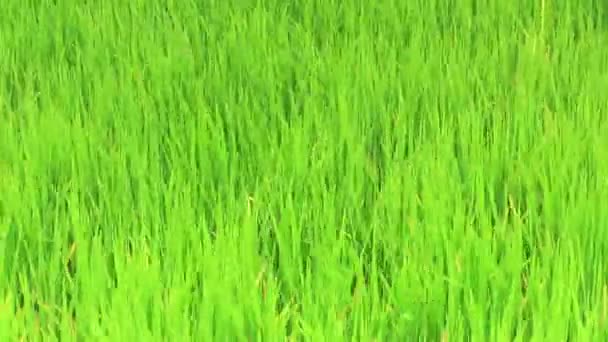 Rostlina rýže — Stock video
