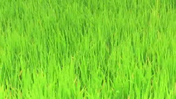 plante de riz 