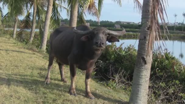 Asiatiska buffalo i en vild natur — Stockvideo