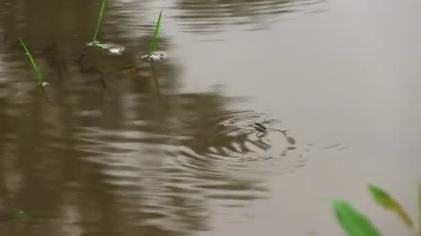 Pattinatori di stagno su una superficie d'acqua — Video Stock