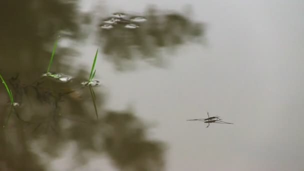 Patineurs d'étang sur une surface d'eau — Video