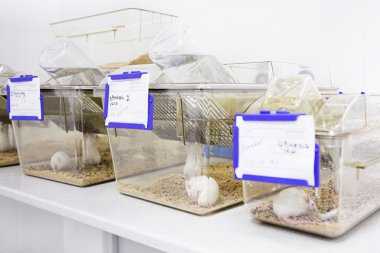 beyaz fare ile kafesleri