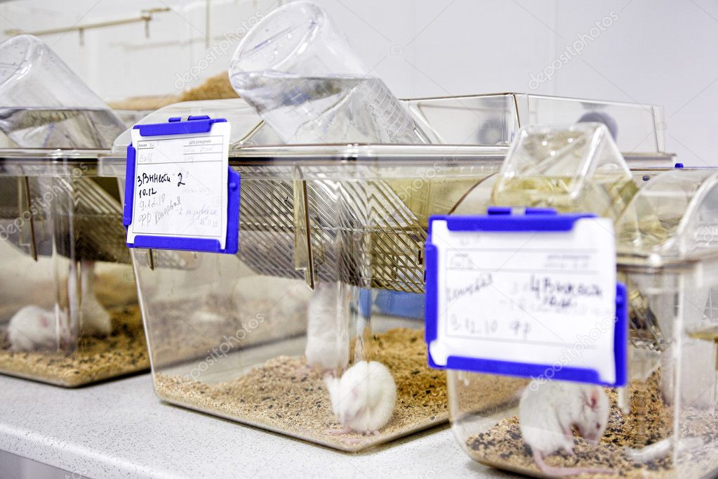white mouse cage