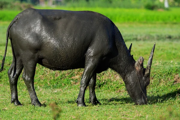 Büffel — Stockfoto