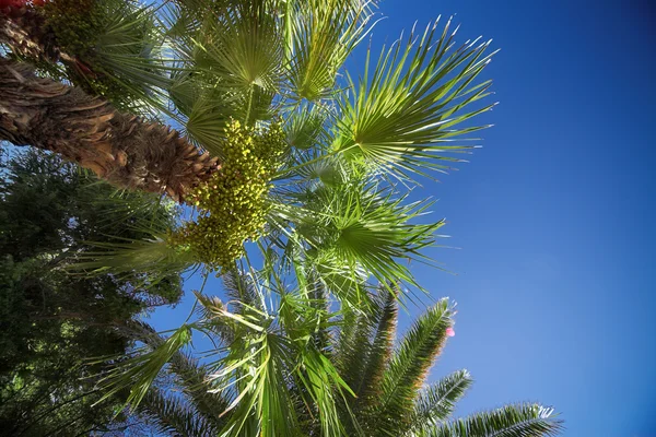 Palma — Stock fotografie