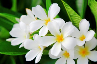 Plumeria