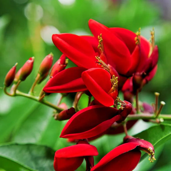 Erythrina — стокове фото