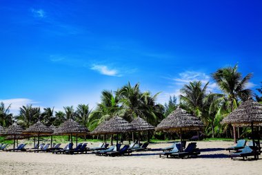 Palmiyeli tropik plaj