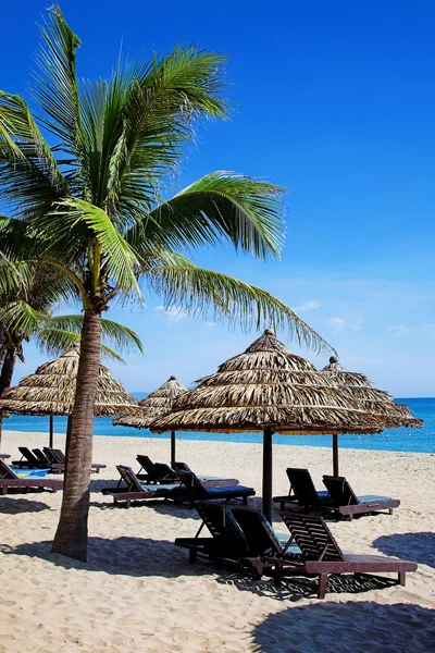 Tropical beach with palm tree — Stock Photo, Image