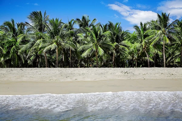 Palmbomen — Stockfoto