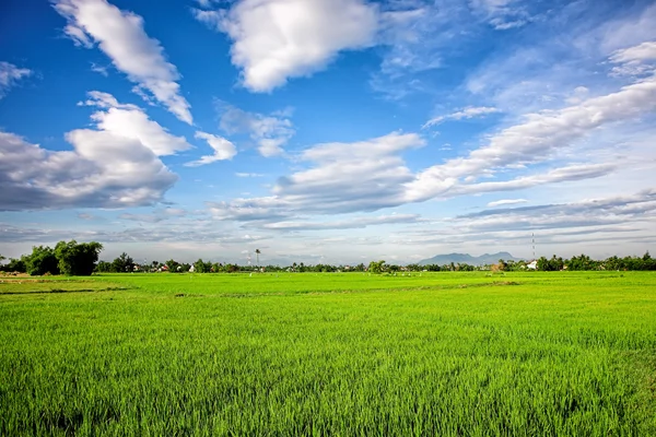 Kanaal irrigatiesysteem in rijst veld — Stockfoto