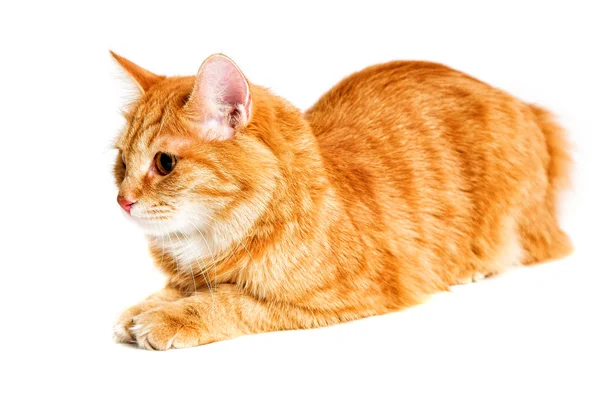 Red bobtail — Stock Photo, Image