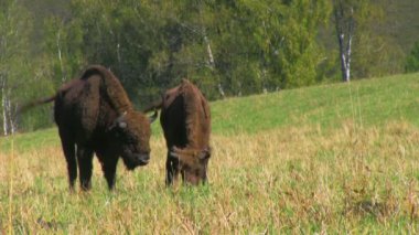 Ormandaki vahşi Avrupa bizonu
