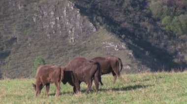 vahşi Avrupa bizonlar alanında sürüsü