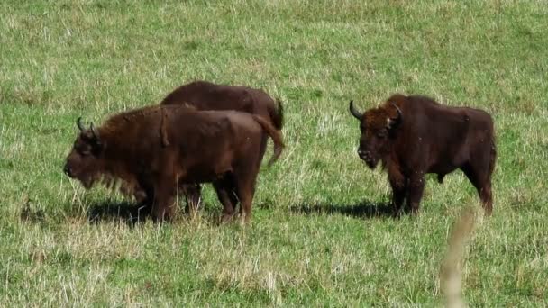 Bisonte europeo salvaje en el bosque — Vídeo de stock