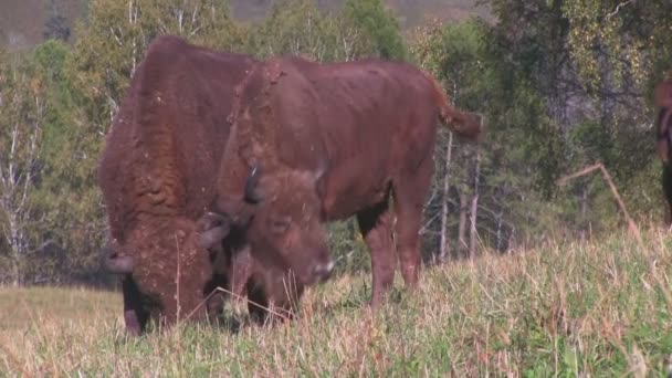 Paar wilde Wisente auf dem Feld — Stockvideo