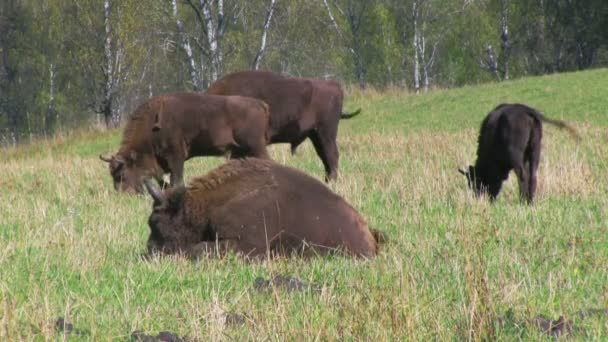 Manada de bisontes europeos salvajes en el campo — Vídeo de stock
