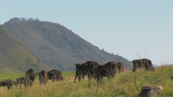 Herde wilder europäischer Wisente auf dem Feld — Stockvideo