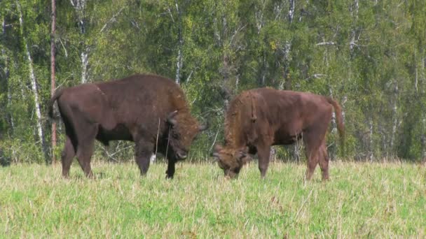 Par vilda Europeiska bisonoxar i fältet — Stockvideo