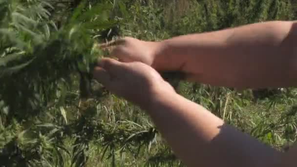 Hoja de cannabis en la mano — Vídeo de stock