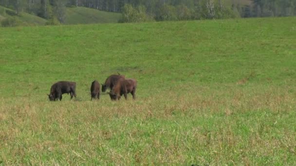 Branco di bisonti selvatici europei nel campo — Video Stock