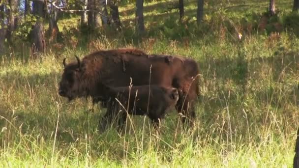 Vilda europeiska bisonoxar i skogen — Stockvideo