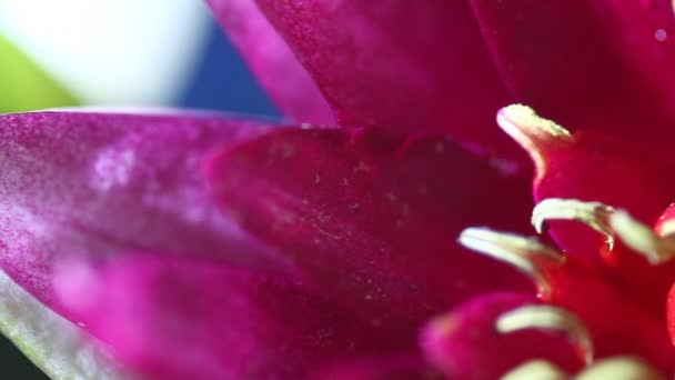 Water lily bloem. Close-up — Stockvideo