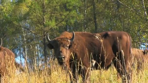 Дикий європейський бізон в лісі — стокове відео