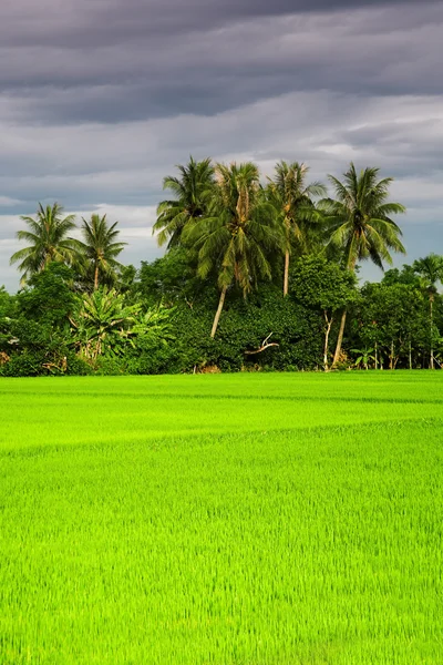 Groene rijstvelden — Stockfoto