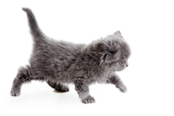 British kitten — Stock Photo, Image