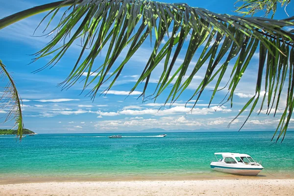 Palm trees — Stock Photo, Image