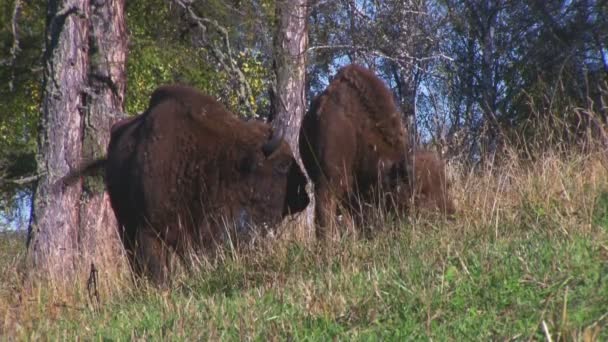 Pâturage du troupeau de bisons 