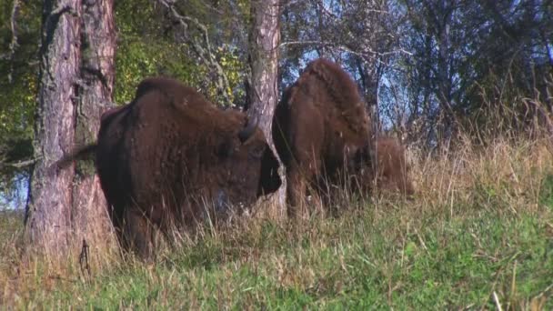 Manada de bisões Grazing — Vídeo de Stock