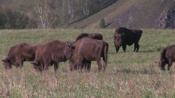 Bison, otlayan hayvan sürüsü — Stok video