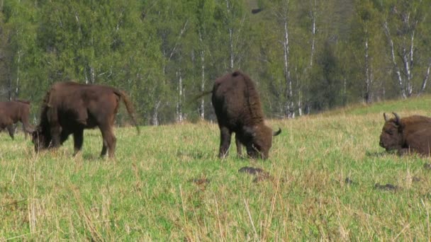 Bison herd grazing — Stock Video