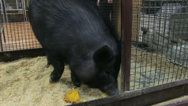 Чорна свиня, їдять — стокове відео