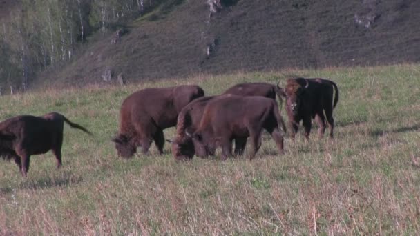 Stádo bizonů pastva — Stock video