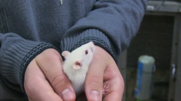 Белая мышь — стоковое видео