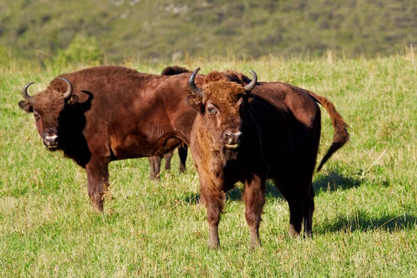 Vild bison — Stockfoto