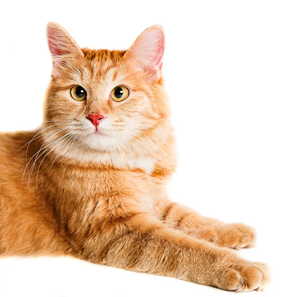 红色的短尾猫 — 图库照片