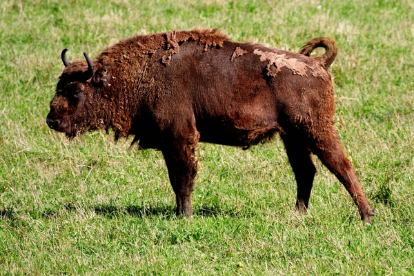 Vild bison — Stockfoto