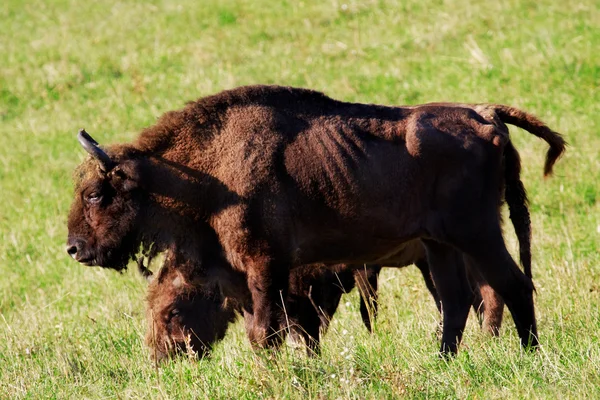 Wild bison — Stock Photo, Image